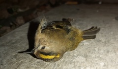 Regulus regulus