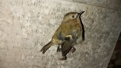 Regulus regulus
