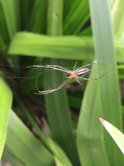 Leucauge tessellata