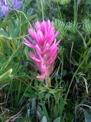 Castilleja parviflora olympica