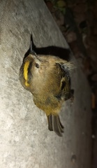 Regulus regulus