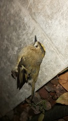 Regulus regulus