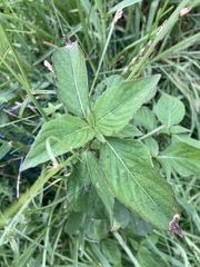 Ruellia blechum