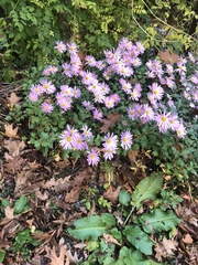 Senecio glastifolius