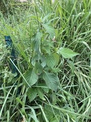 Ruellia blechum