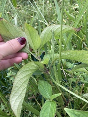 Ruellia blechum