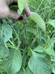 Ruellia blechum