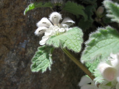 Lamium tomentosum