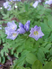 Polemonium californicum