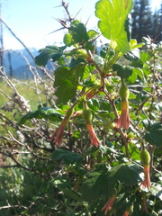 Ribes lobbii