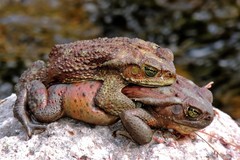 Rhinella arenarum