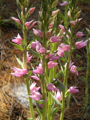 Cephalanthera kurdica