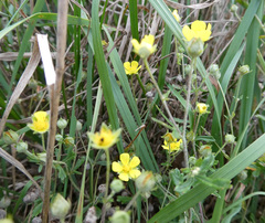 Potentilla argentea