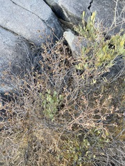 Euphorbia tomentulosa