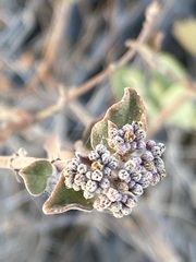 Euphorbia tomentulosa