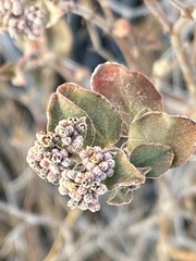 Euphorbia tomentulosa