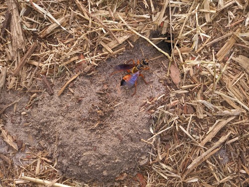 Great Golden Digger Wasp photo 6
