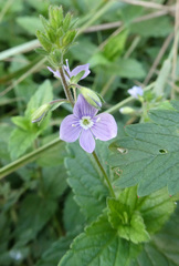 Veronica chamaedrys
