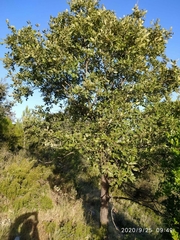 Quercus × cerrioides