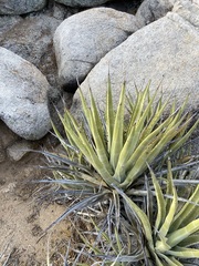 Agave deserti