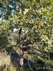 Quercus × cerrioides