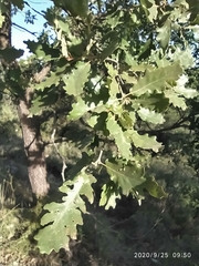 Quercus × cerrioides