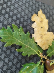 Quercus × cerrioides
