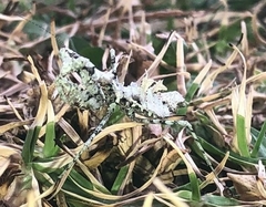 Pseudopogonogaster hebardi