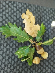 Quercus × cerrioides