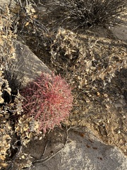 Ferocactus gracilis gracilis