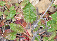 Eriogonum nudum nudum