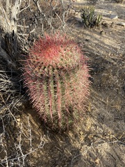 Ferocactus gracilis gracilis