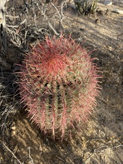 Ferocactus gracilis gracilis