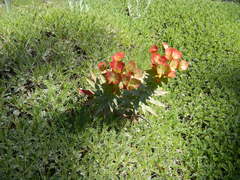 Euphorbia rigida