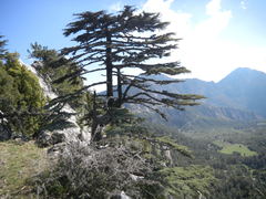 Cedrus libani