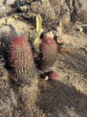 Ferocactus gracilis gracilis