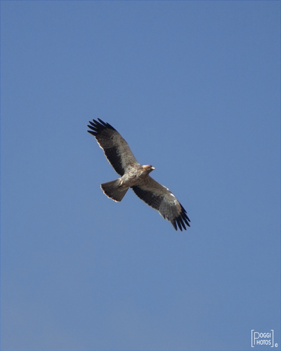 Águila calzada (Hieraaetus pennatus)