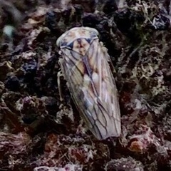 Idiocerus stigmaticalis