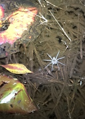 Dolomedes triton