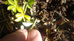 Alchemilla transiens