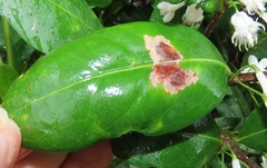 Tricalysia sonderiana