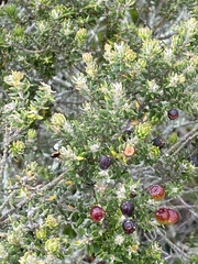 Trichocephalus stipularis