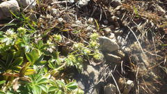 Alchemilla transiens