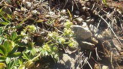 Alchemilla transiens