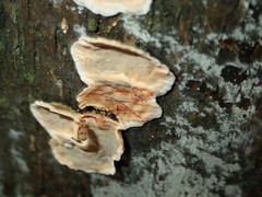 Stereum sanguinolentum