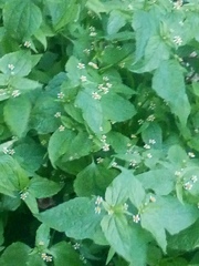 Galinsoga quadriradiata