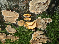 Stereum sanguinolentum