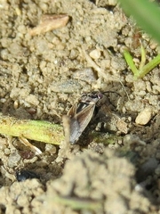 Geocoris bullatus