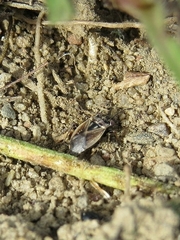Geocoris bullatus