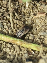 Geocoris bullatus